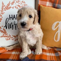 Goldendoodles from Southern Doods of South Ga