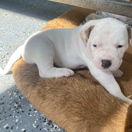 American Bulldog Puppies from Genesis American Bulldogs