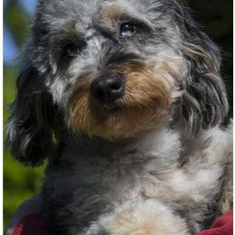 Carly - Blue merle female Bernedoodle puppy in Concord, California from Golden State Good Dogs