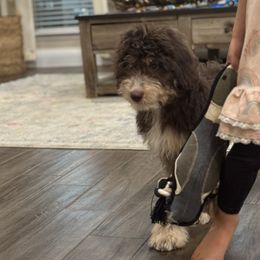 Boy 3 - Chocolate Tri - Tri-color male Bernedoodle puppy in Austin, Texas from Central Texas Doodles