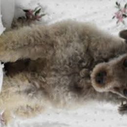 Poodles from Royal Paws Poodles