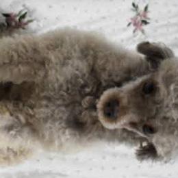 Poodles from Royal Paws Poodles