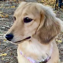 Scharlie - Dachshund