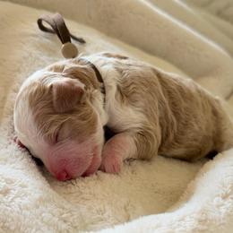 Brown boy - Brown and white male Bernedoodle puppy in Fort Gibson, Oklahoma from Waggle Doodles