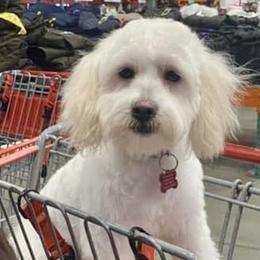 Maltipoo Puppies from Sugar's Maltipoo's