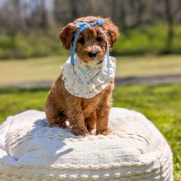 Cozy - Red  female Goldendoodle puppy in Whitesburg, Georgia from Asbury & Co Farms