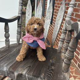 Elsie - Red  female Goldendoodle puppy in Mint Hill, North Carolina from DoodleForever