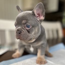French Bulldogs and Poodles from Beautifulbabypups