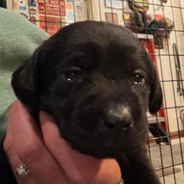 Pink collar - Black female Labrador Retriever puppy in Kimbolton, Ohio from Blue Clay Kennels, LLC.