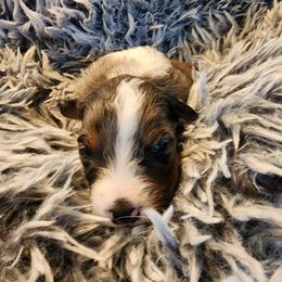 Australian Shepherd Puppies from Steel Magnolia Aussies