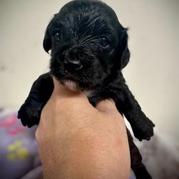 Willow - Black and white female Assorted Doodle Crosses puppy in Coal City, Indiana from Angel Blue Dogs