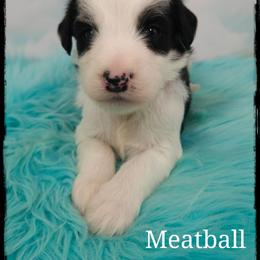 Meatball - Black and white male Sheepadoodle puppy in Farley, Iowa from Iowa's Doodle Co.