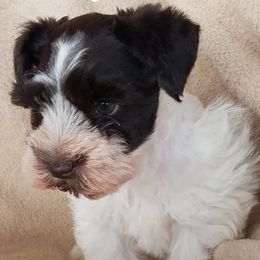 Miniature Schnauzers and Rottweilers from Rough Creek Kennels