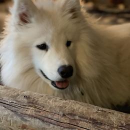 Kasper - Siberian Husky