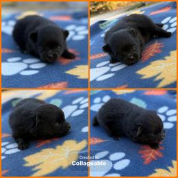 Solid Black - Black male Pomeranian puppy in Harrah, Oklahoma from Sunshines Pomeranians & Cavapoos