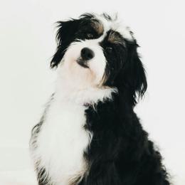 Delilah - Bernedoodle