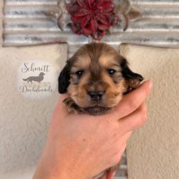 Romeo - Cream male Dachshund puppy in Ramona, Oklahoma from Schmitt Dachshunds