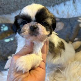 AKC - Nacho Champion Bloodline - Tricolor male Shih Tzu puppy in Long Beach, California from Prieto Shih-Tzu's
