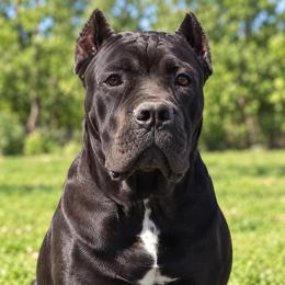 Yellow Collar - AKC and ICCF - Callie x Lawman - Black female Cane Corso puppy in Gorman, Texas from McOmber Country Kennels