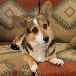 Rowdy - Pembroke Welsh Corgi