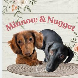 Dachshund puppies from Bahler Street Docies