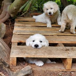 Golden Retriever Puppies from Hoekema Homestead Goldens