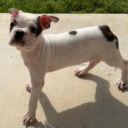 Dawn - Blue female Boston Terrier puppy in Brazos Point, Texas from TX Southern Belle Boston Terriers