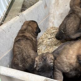 Dilute Retrievers, French Bulldogs, Labrador Retrievers, and Leonbergers from QVR Labradors, Leonbergers and Frenchies