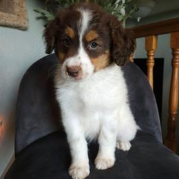 Pua - Brown and white female Aussiedoodle puppy in Farley, Iowa from Iowa's Doodle Co.