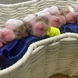 Brittany puppies from Attitude Brittanys