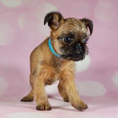 Blue Collar Girl - rough coat - Red female Brussels Griffon puppy in Naples, Florida from Cougartown Kennel