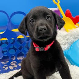 Pink - Black female Labrador Retriever puppy in Heath Springs, South Carolina from Rich Hill Retrievers