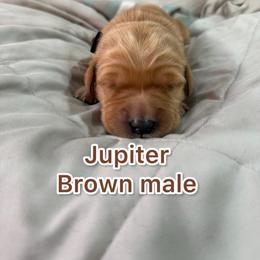 Jupiter - Golden male Golden Retriever puppy in Salt Lake City, Utah from Soaring golden retrievers