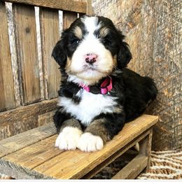 Bernedoodle, Goldendoodle, Poodle, and Sheepadoodle Puppies from Kerr Kanine Ranch