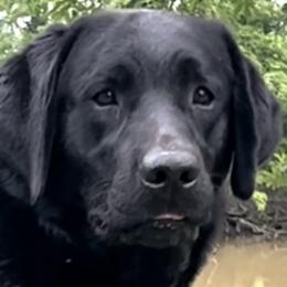 Maggie - Labrador Retriever