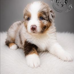Ghirardelli - Red merle male Australian Shepherd puppy in Fultonville, New York from Sandy Aussies & Pomeranians