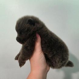 Ash - Blue male Pomeranian puppy in Wildersville, Tennessee from RoyalRarity's Poms & Enrichment