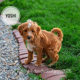 Yoshi - Apricot male Golden Aussiedoodle puppy in Hyrum, Utah from Goldendoodledoo Farms