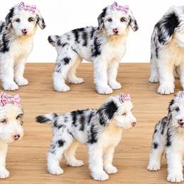 Pink collar - Merle female Sheepadoodle puppy in Mesa, Arizona from Desert Sheepies and Doodles