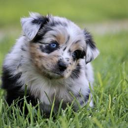 Australian Shepherd, Miniature American Shepherd, Miniature Australian Shepherd, and Toy Australian Shepherd Puppies from Painted Blue Aussies
