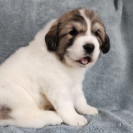 Cosmo - Great Pyrenees puppy from Flewelling Great Pyrenees
