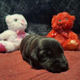 Dusk - Black male Labrador Retriever puppy in Bemidji, Minnesota from Northern Star Elite Quality Labrador Retrievers