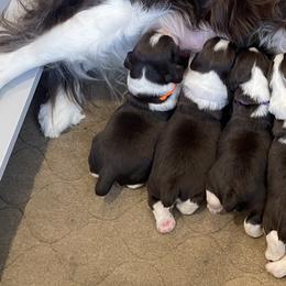 Cocker Spaniels and English Springer Spaniels from SEI