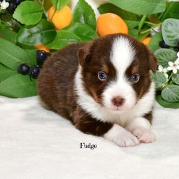 Fudge - Red tri-color male Australian Shepherd puppy in Ranger, Texas from Outback Mini Aussies