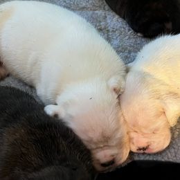 Boxer Puppies from Von Royal Dell’Infinite