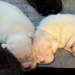Boxer Puppies from Von Royal Dell’Infinite