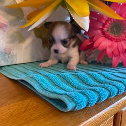 Gladys - Chocolate and white female Chihuahua puppy in Red Bluff, California from Aye Chihuahua