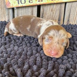 Brooklyn - Dapple female Dachshund puppy in Colbert, Oklahoma from Brooke Crenshaw