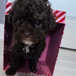 Turbo - Brown and white male Aussiedoodle puppy in Loveland, Colorado from A&L Ranch Aussiedoodles