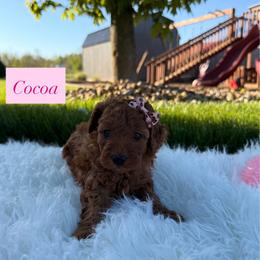 Cocoa - Apricot female Cavapoo puppy in Port Orange, Florida from Royal doodles of Florida